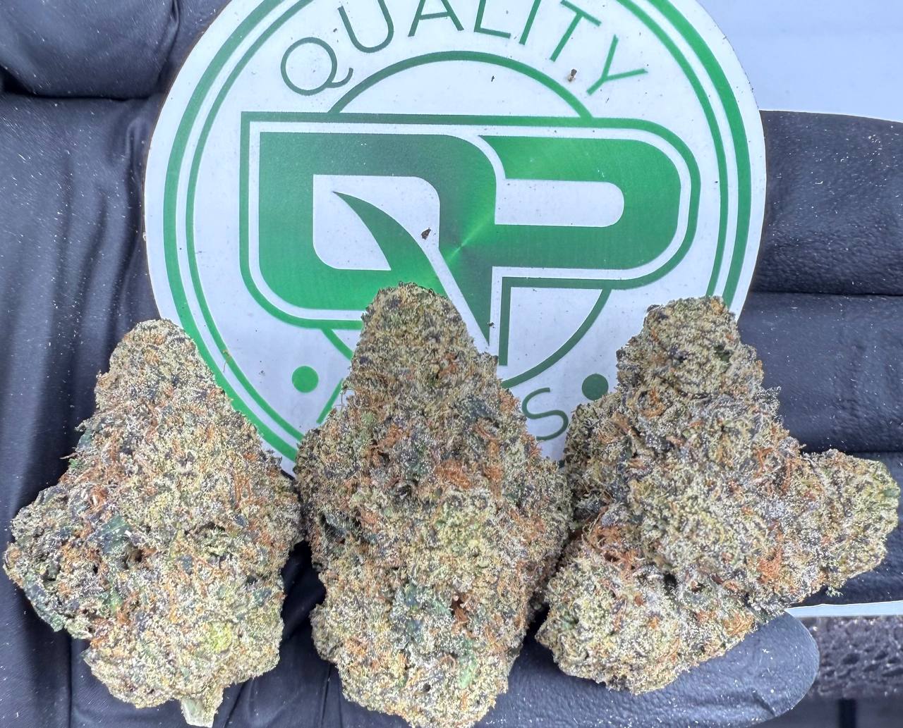 Snow Montana Strain